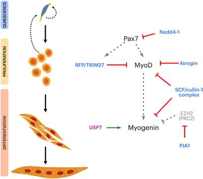 The Gentle Side of the UPS: Ubiquitin-Proteasome System and the Regulation of the Myogenic Program